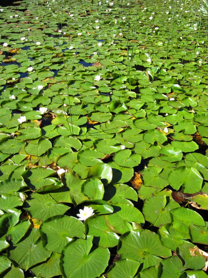 Water lilypad nature