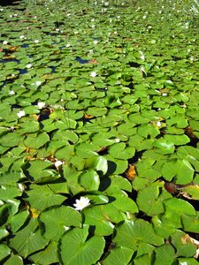 Water lilypad nature