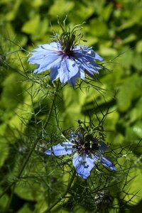 Damascus nigella blue flower flower garden