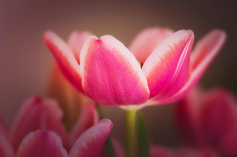 Bloom pink and white beautiful