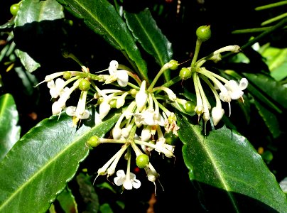Ardisia crenata - Bloedel Floral Conservatory, Queen Elizabeth Park - Vancouver, Canada - DSC07515