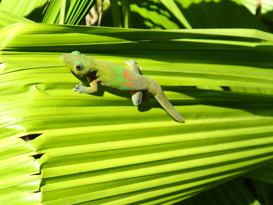 Lizard green meeting