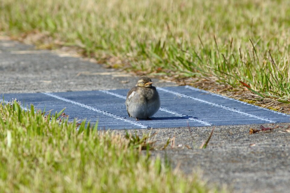 Lawn little bird high security level