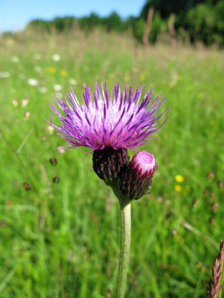 Nature flowers purple