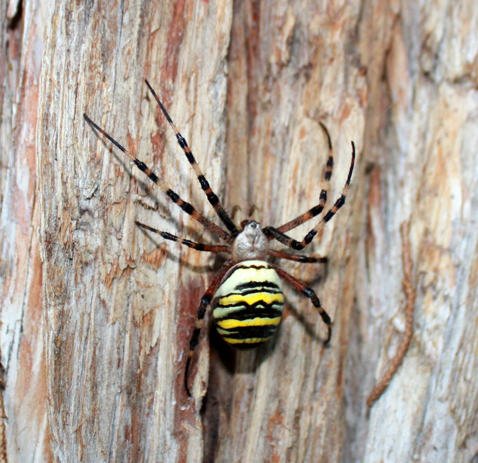 Argiope bruennichi female 2019 2