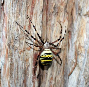 Argiope bruennichi female 2019 2
