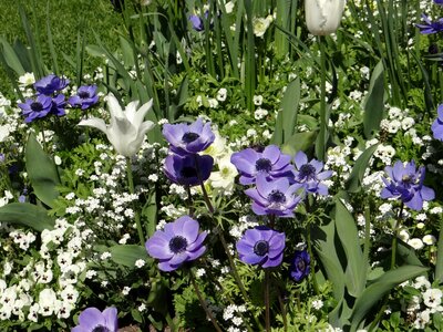 Blue poppy spring