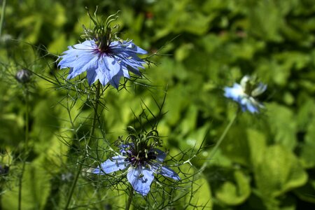 Damascus nigella blue flower flower garden