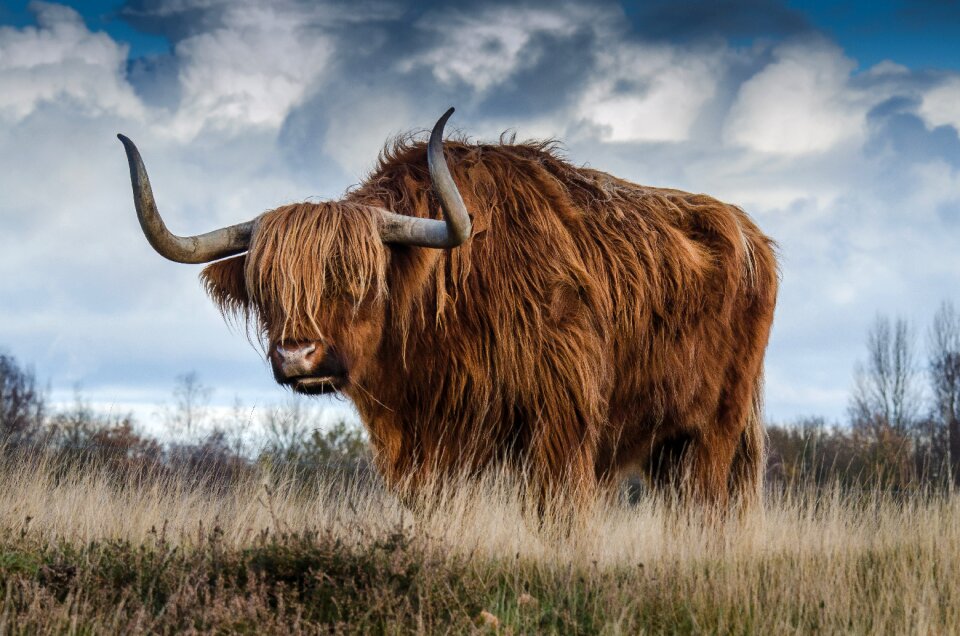 Nature mammal animal