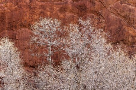 Winter trees nature cliff photo