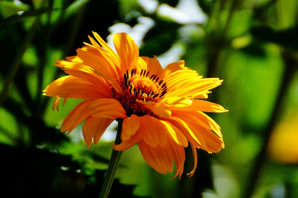 Bloom nature close up photo