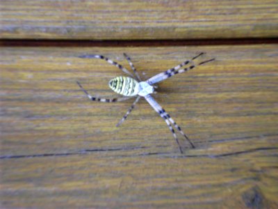 Argiope bruennichi in Brandenburg
