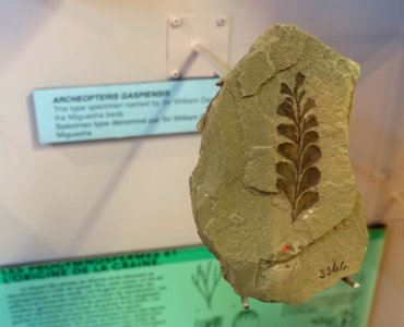 Archaeopteris gaspiensis - Redpath Museum - McGill University - Montreal, Canada - DSC07983