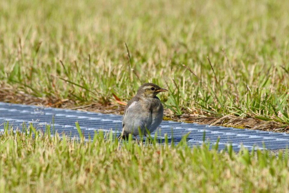 Lawn little bird high security level