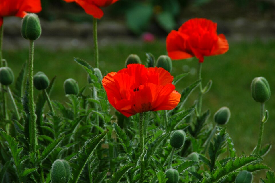 Klatschmohn plant nature
