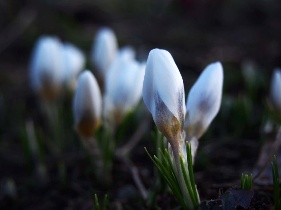 Blooming nature flower