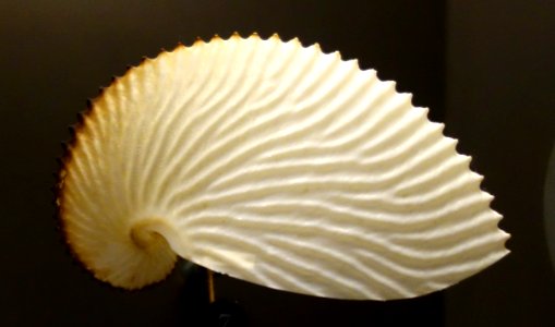 Argonauta nouryi - Fernbank Museum of Natural History - DSC00291