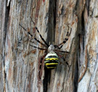 Argiope bruennichi female 2019