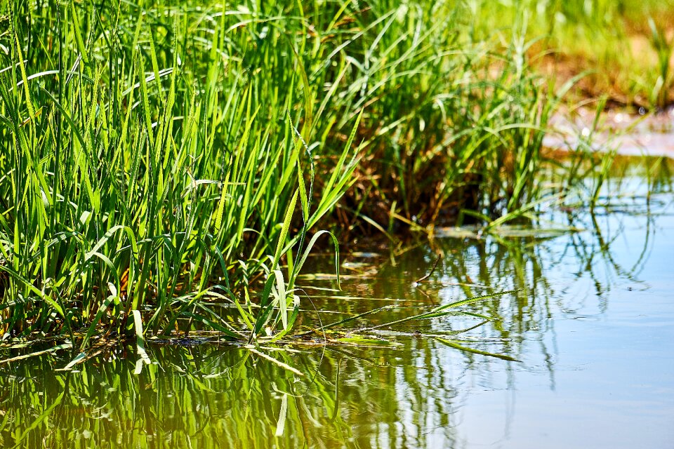 Coast baltic sea coast nature photo