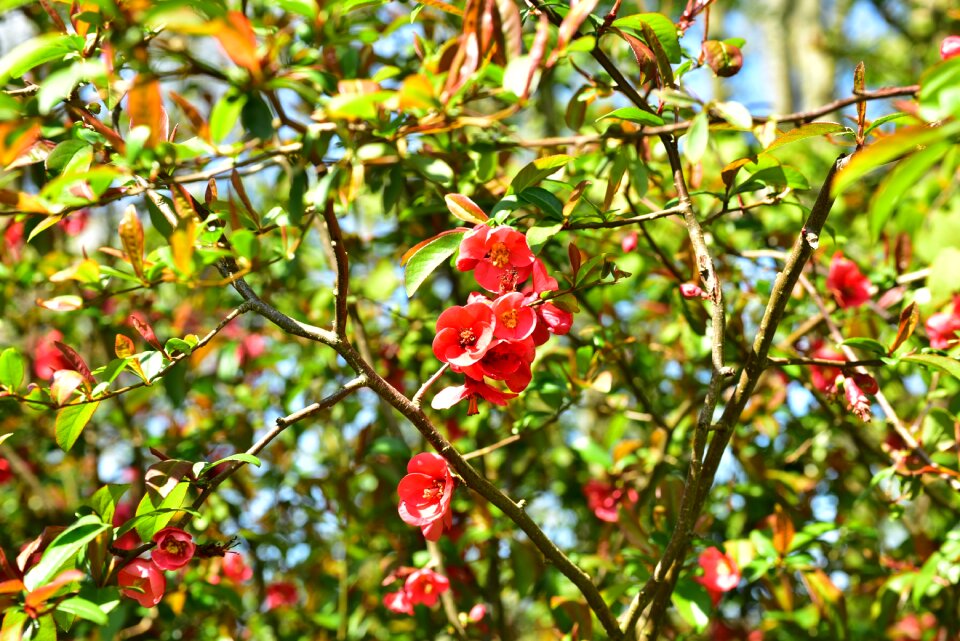 Blossom flower spring