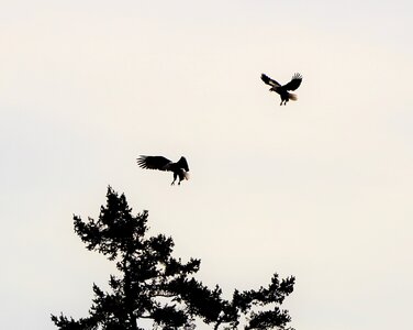 Birds flying nature