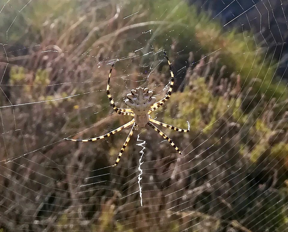 Argiope lobata almeria