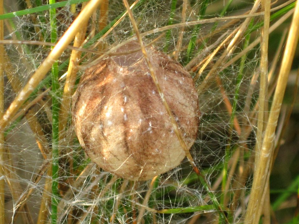 Argiope bruennichi (wasp spider) cocoon - eggsack, Arnhem, the Netherlands