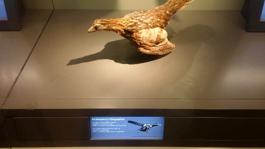 Archaeopteryx (model) - Naturhistorisches Museum, Wien, 22 April 2017