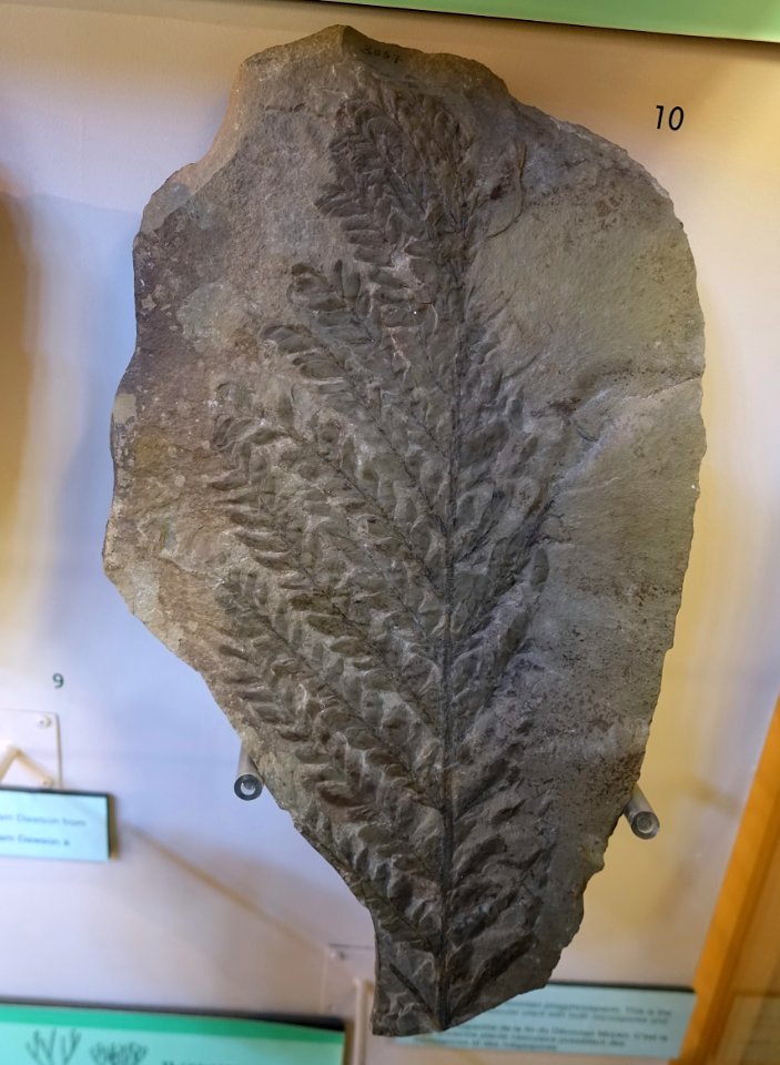Archaeopteris, Scotland, Upper Devonian period - Redpath Museum - McGill University - Montreal, Canada - DSC07986