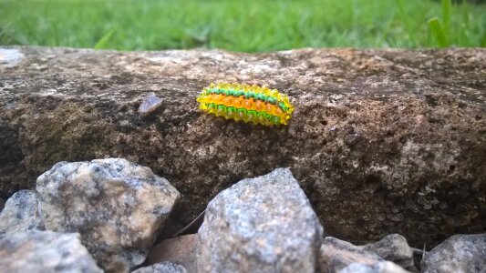 Caterpillar jewel insect