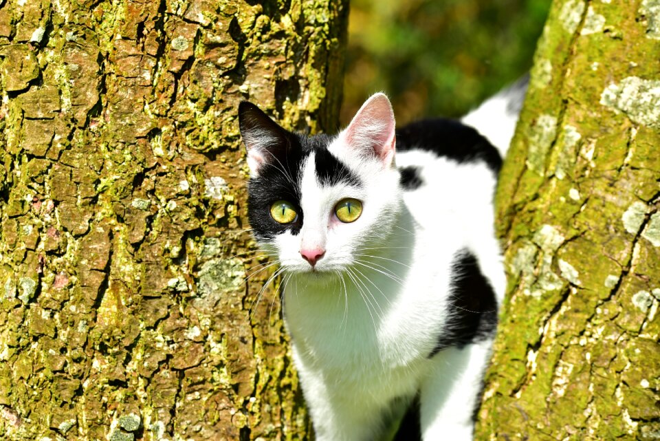 Climb kitten nature