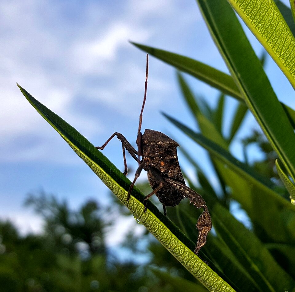 Insect flying insect winged insect