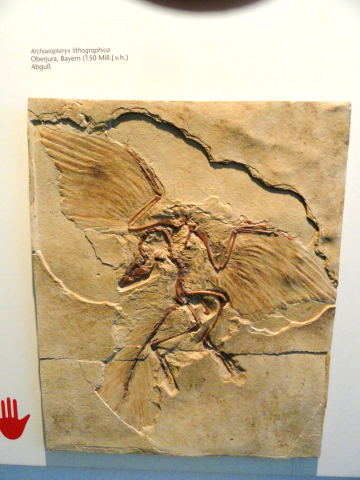 Archaeopteryx lithographica - Naturmuseum Senckenberg - DSC02073