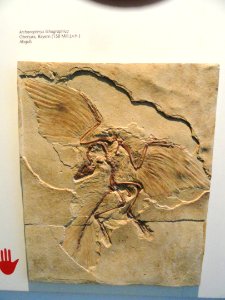 Archaeopteryx lithographica - Naturmuseum Senckenberg - DSC02073