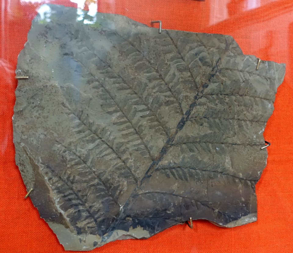Archaeopteris hibernica - Redpath Museum - McGill University - Montreal, Canada - DSC07823