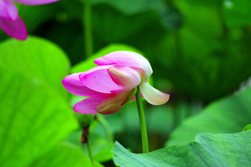 Plant leaf of nelumbo nucifera pink flower