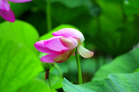 Plant leaf of nelumbo nucifera pink flower