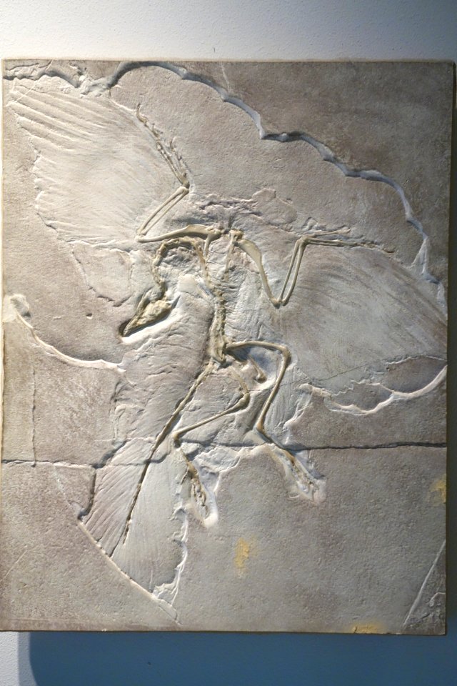 Archaeopteryx lithographica cast - University of California Museum of Paleontology - Berkeley, CA - DSC04699