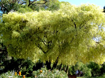 Arbre dans le jardin botanique de Perth photo