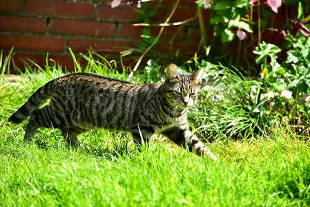Grass small cute