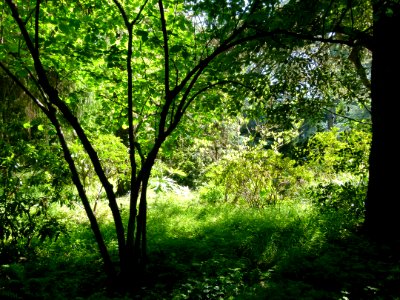 Arbres au jardin Albert Kahn 4