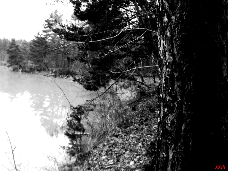 Arbre Près D Un Lac En Forêt (64700557)