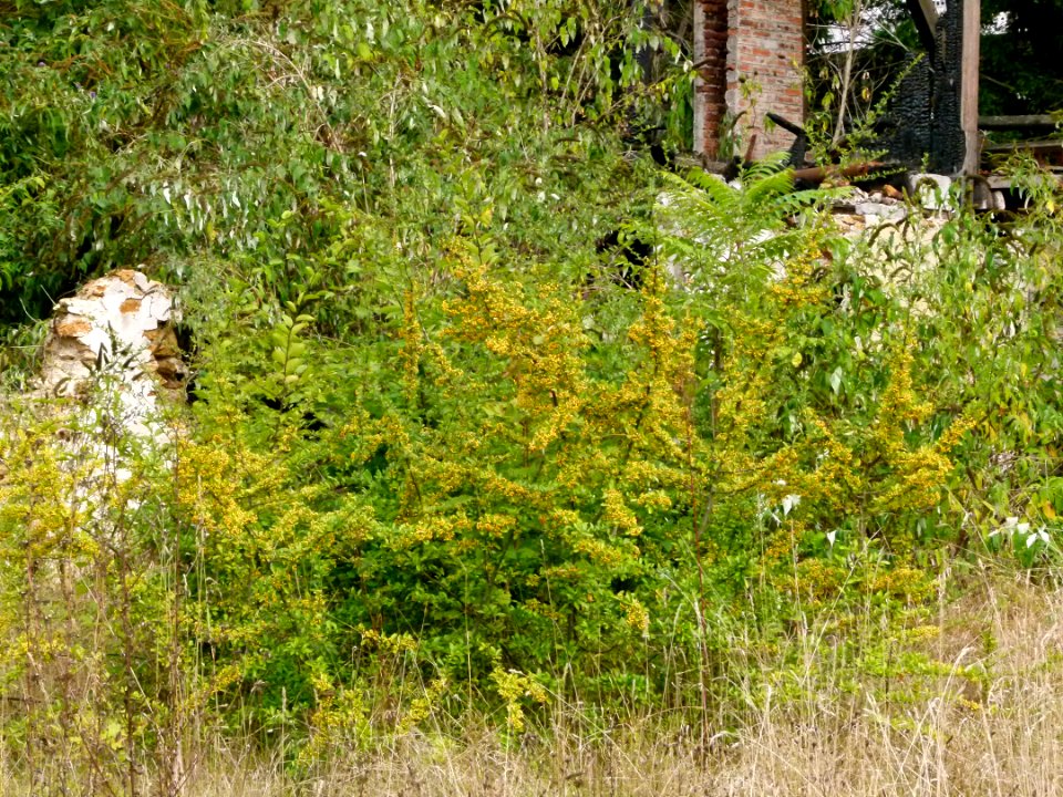 Arbre inconnu au Jardin Agronomique Tropical