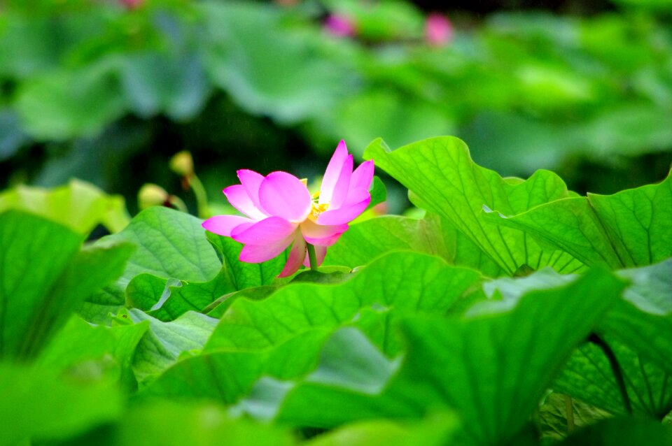 Pond lotus natural