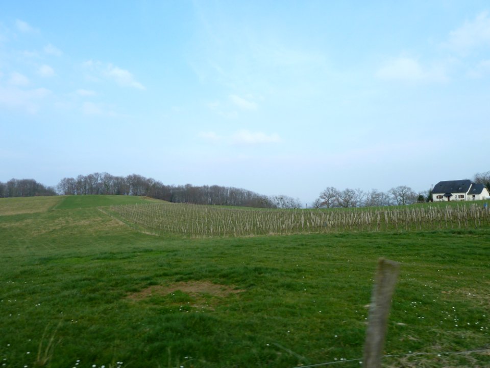 Arbus, les vignobles