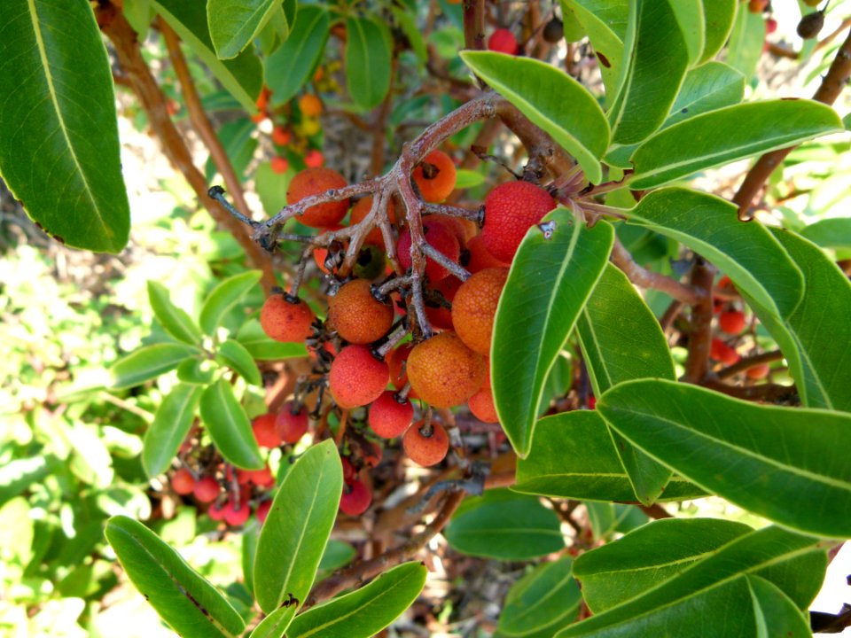 Arbutus andrachne fruits
