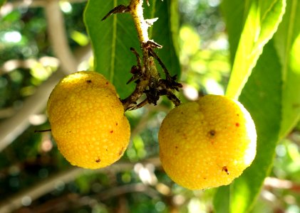 Arbutus canariensis - Jardín Botánico de Barcelona - Barcelona, Spain - DSC09164