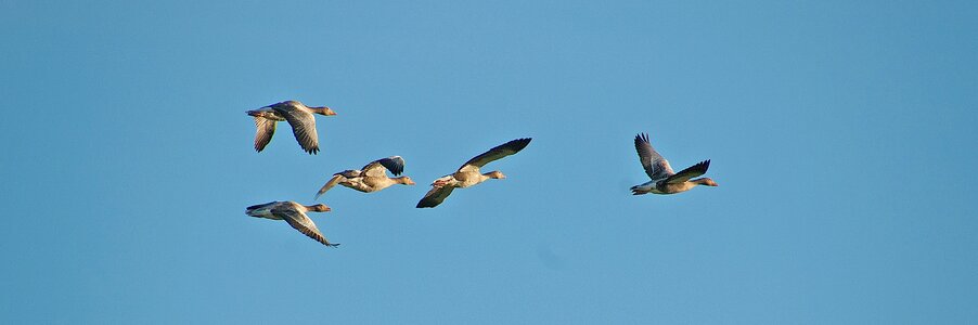 Nature sky water bird