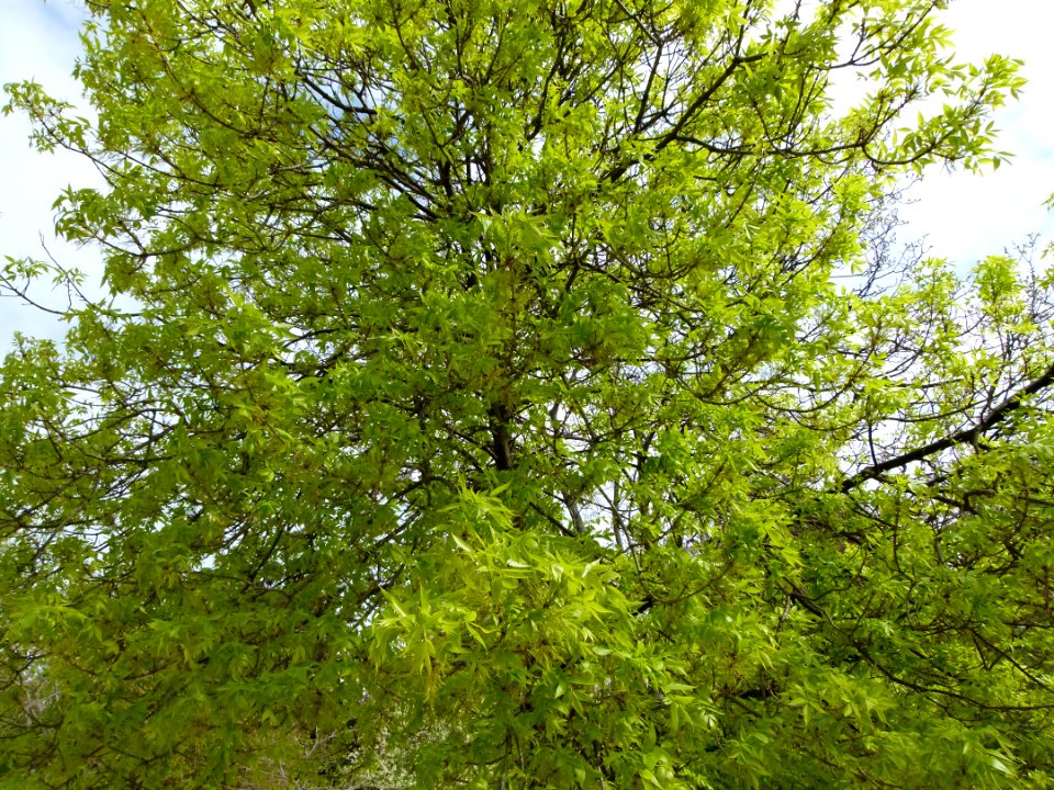 Arbre du Jardin des Plantes au printemps