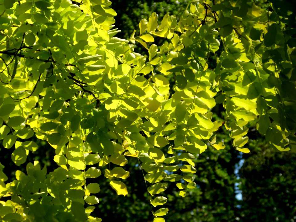 Arbres au jardin Albert Kahn 2